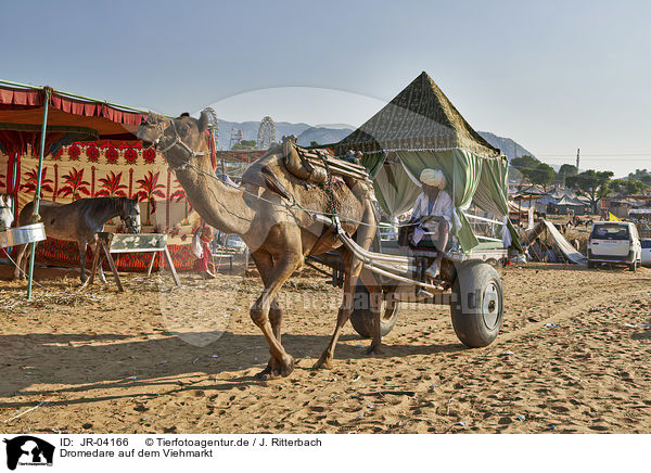 Dromedare auf dem Viehmarkt / Dromedary Camel on the animal market / JR-04166