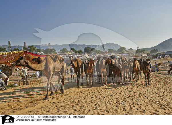 Dromedare auf dem Viehmarkt / Dromedary Camel on the animal market / JR-04168