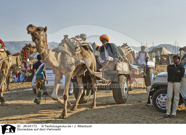 Dromedare auf dem Viehmarkt / Dromedary Camel on the animal market / JR-04173