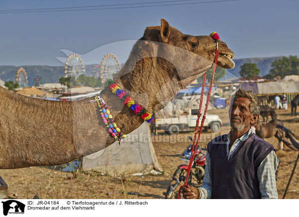 Dromedar auf dem Viehmarkt / Dromedary Camel on the animal market / JR-04184
