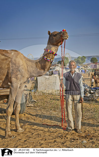Dromedar auf dem Viehmarkt / Dromedary Camel on the animal market / JR-04186