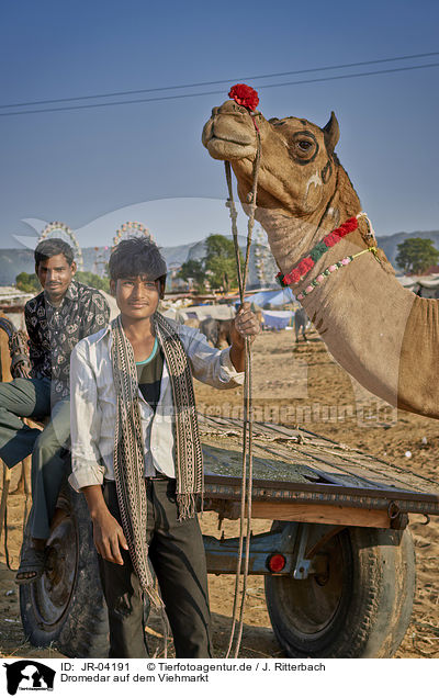 Dromedar auf dem Viehmarkt / Dromedary Camel on the animal market / JR-04191