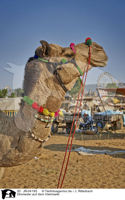 Dromedar auf dem Viehmarkt / Dromedary Camel on the animal market / JR-04195