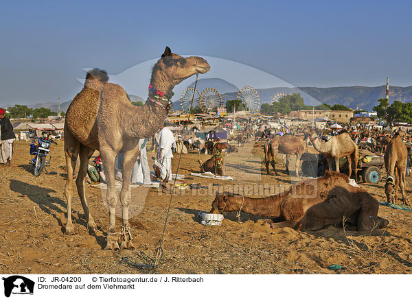Dromedare auf dem Viehmarkt / Dromedary Camel on the animal market / JR-04200