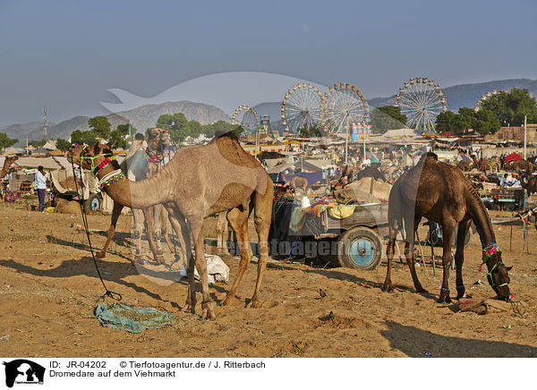 Dromedare auf dem Viehmarkt / Dromedary Camel on the animal market / JR-04202