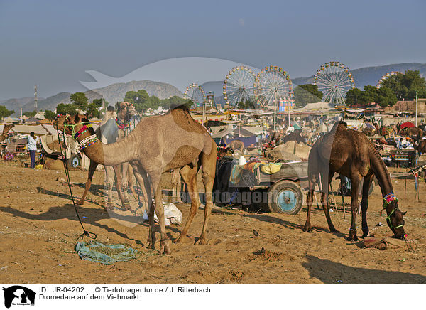 Dromedare auf dem Viehmarkt / JR-04202