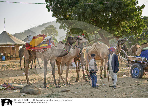 Dromedare auf dem Viehmarkt / Dromedary Camel on the animal market / JR-04206