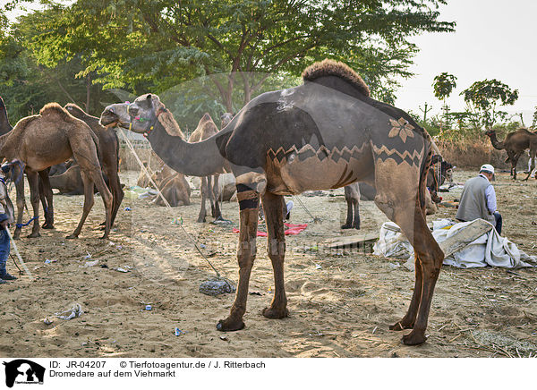 Dromedare auf dem Viehmarkt / Dromedary Camel on the animal market / JR-04207