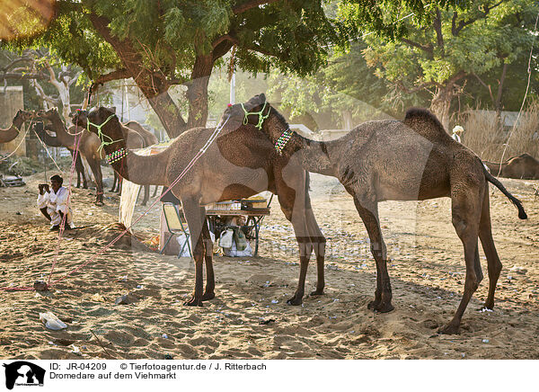 Dromedare auf dem Viehmarkt / Dromedary Camel on the animal market / JR-04209