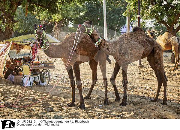 Dromedare auf dem Viehmarkt / Dromedary Camel on the animal market / JR-04210