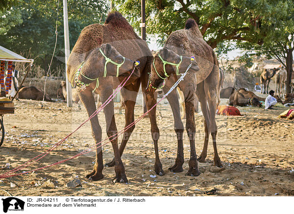 Dromedare auf dem Viehmarkt / Dromedary Camel on the animal market / JR-04211
