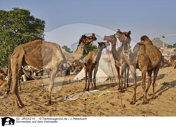 Dromedare auf dem Viehmarkt / Dromedary Camel on the animal market / JR-04214