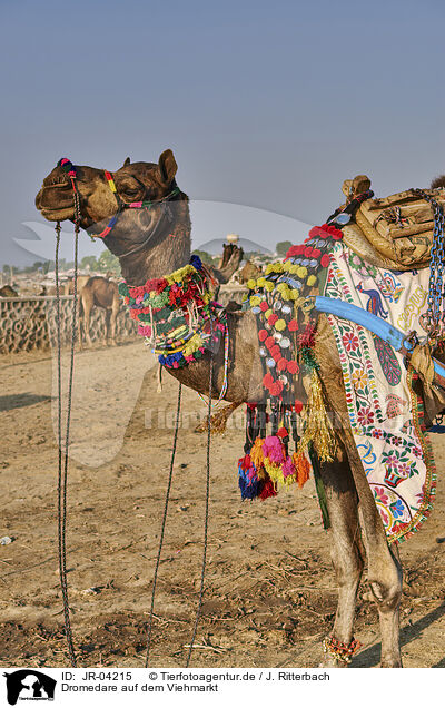 Dromedare auf dem Viehmarkt / Dromedary Camel on the animal market / JR-04215