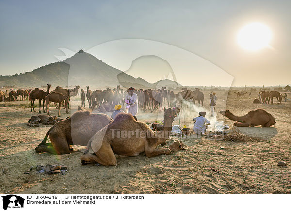 Dromedare auf dem Viehmarkt / Dromedary Camel on the animal market / JR-04219