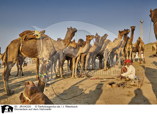 Dromedare auf dem Viehmarkt / Dromedary Camel on the animal market / JR-04220