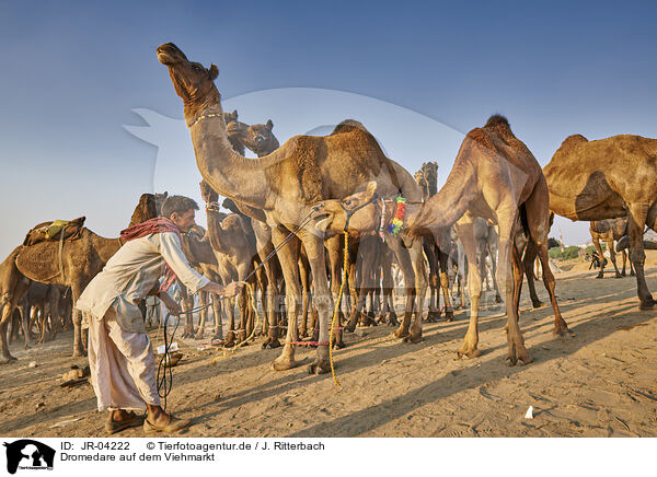 Dromedare auf dem Viehmarkt / Dromedary Camel on the animal market / JR-04222
