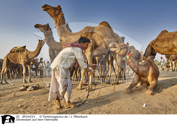 Dromedare auf dem Viehmarkt / Dromedary Camel on the animal market / JR-04223
