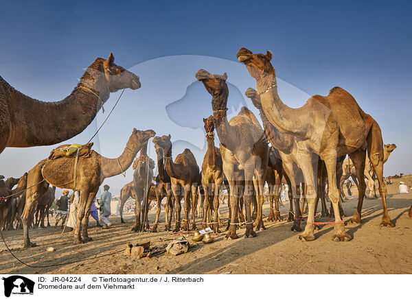 Dromedare auf dem Viehmarkt / Dromedary Camel on the animal market / JR-04224