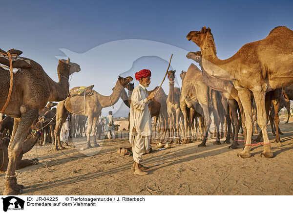 Dromedare auf dem Viehmarkt / Dromedary Camel on the animal market / JR-04225