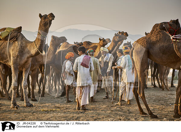 Dromedare auf dem Viehmarkt / Dromedary Camel on the animal market / JR-04226
