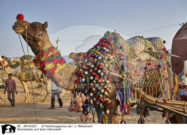 Dromedare auf dem Viehmarkt / Dromedary Camel on the animal market / JR-04227