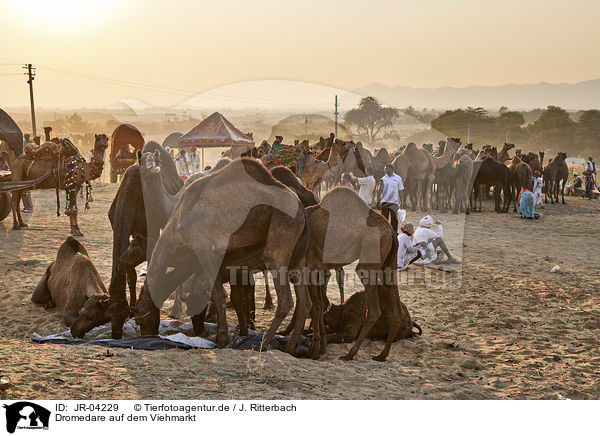 Dromedare auf dem Viehmarkt / Dromedary Camel on the animal market / JR-04229