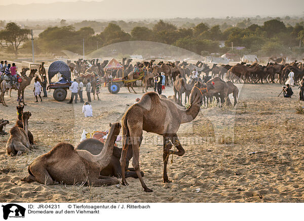 Dromedare auf dem Viehmarkt / Dromedary Camel on the animal market / JR-04231