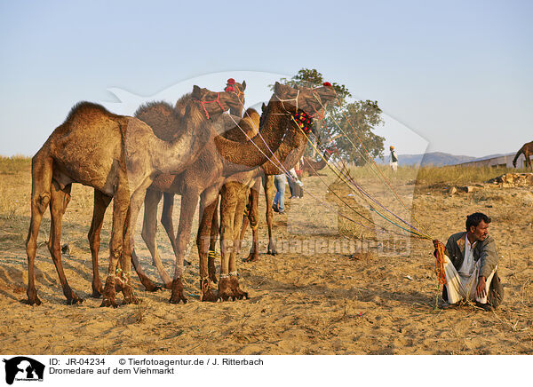 Dromedare auf dem Viehmarkt / Dromedary Camel on the animal market / JR-04234