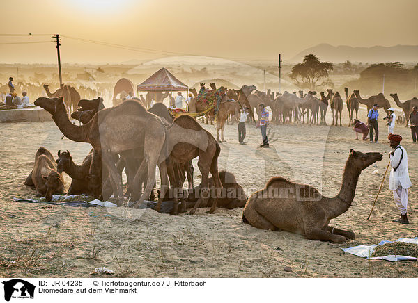 Dromedare auf dem Viehmarkt / Dromedary Camel on the animal market / JR-04235