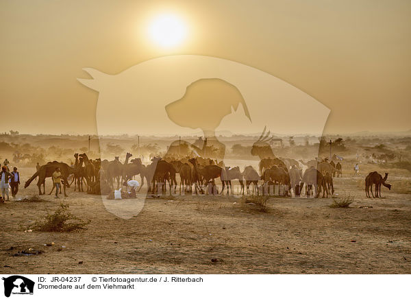 Dromedare auf dem Viehmarkt / Dromedary Camel on the animal market / JR-04237