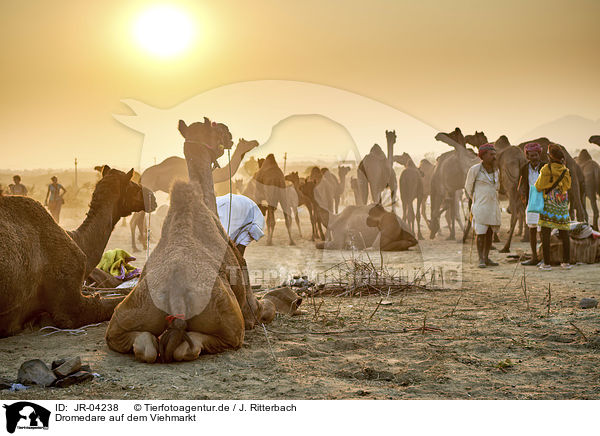 Dromedare auf dem Viehmarkt / Dromedary Camel on the animal market / JR-04238