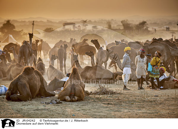Dromedare auf dem Viehmarkt / Dromedary Camel on the animal market / JR-04242