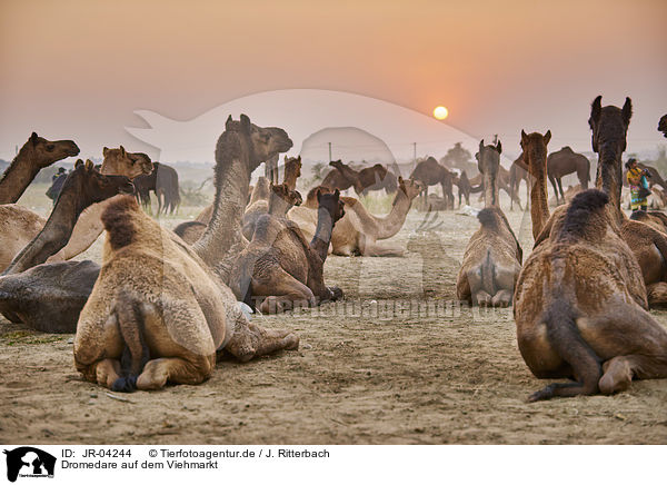 Dromedare auf dem Viehmarkt / Dromedary Camel on the animal market / JR-04244