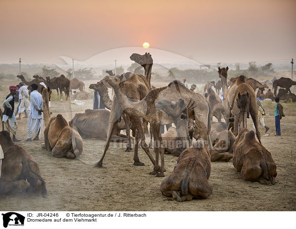 Dromedare auf dem Viehmarkt / Dromedary Camel on the animal market / JR-04246