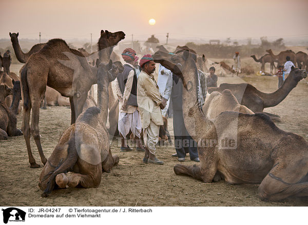 Dromedare auf dem Viehmarkt / Dromedary Camel on the animal market / JR-04247