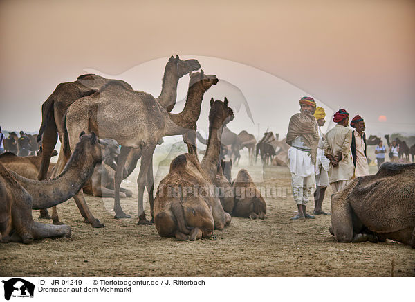 Dromedar auf dem Viehmarkt / Dromedary Camel on the animal market / JR-04249