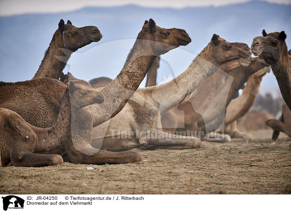 Dromedar auf dem Viehmarkt / Dromedary Camel on the animal market / JR-04250