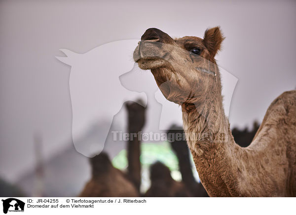 Dromedar auf dem Viehmarkt / Dromedary Camel on the animal market / JR-04255