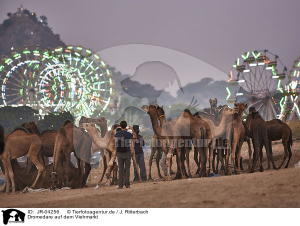 Dromedare auf dem Viehmarkt / Dromedary Camel on the animal market / JR-04256
