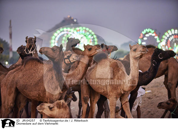 Dromedare auf dem Viehmarkt / Dromedary Camel on the animal market / JR-04257