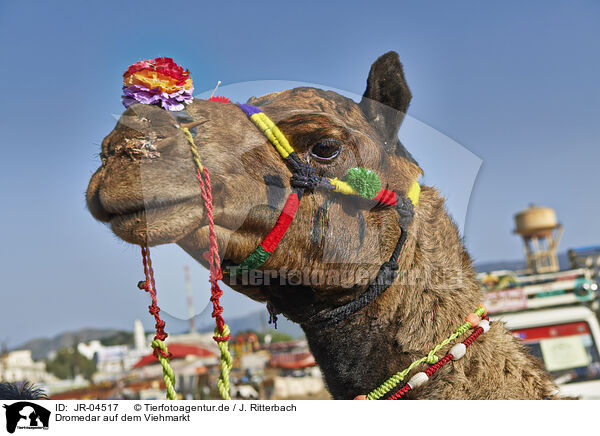 Dromedar auf dem Viehmarkt / Dromedary Camel on the animal market / JR-04517