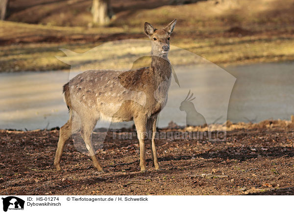 Dybowskihirsch / Dybowski Deer / HS-01274