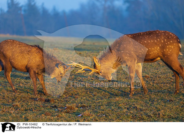 Dybowski-Hirsche / Dybowski's sika deer / PW-10482