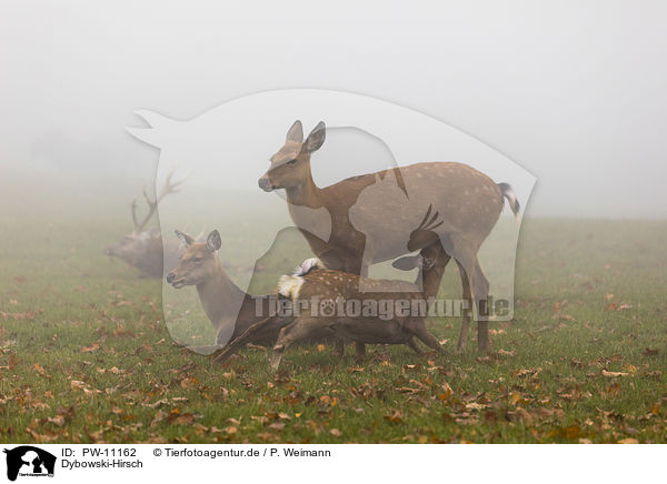 Dybowski-Hirsch / Dybowski's sika deer / PW-11162