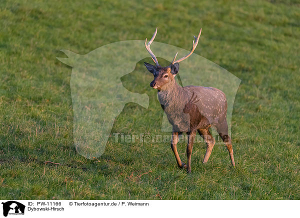 Dybowski-Hirsch / Dybowski's sika deer / PW-11166