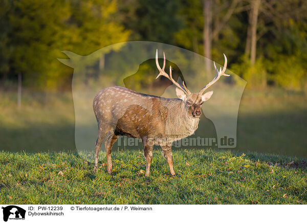 Dybowskihirsch / Dybowski's sika deer / PW-12239