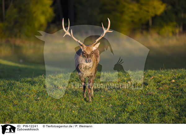 Dybowskihirsch / Dybowski's sika deer / PW-12241