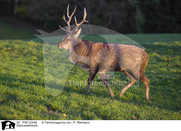 Dybowskihirsch / Dybowski's sika deer / PW-12246