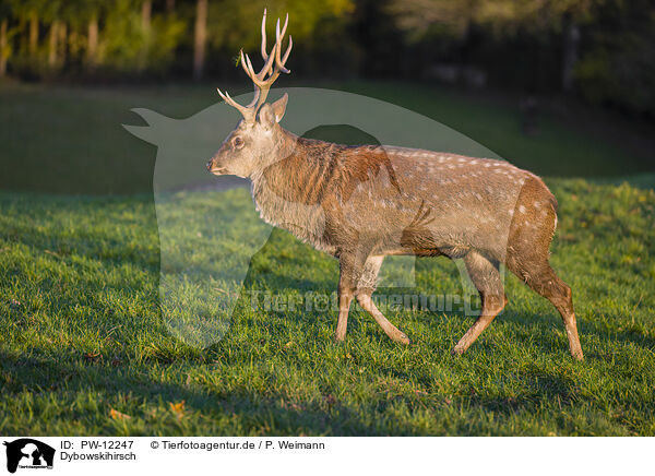 Dybowskihirsch / Dybowski's sika deer / PW-12247