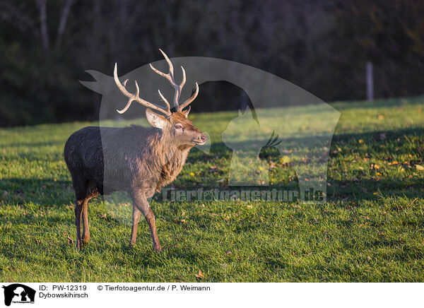 Dybowskihirsch / Dybowski's sika deer / PW-12319